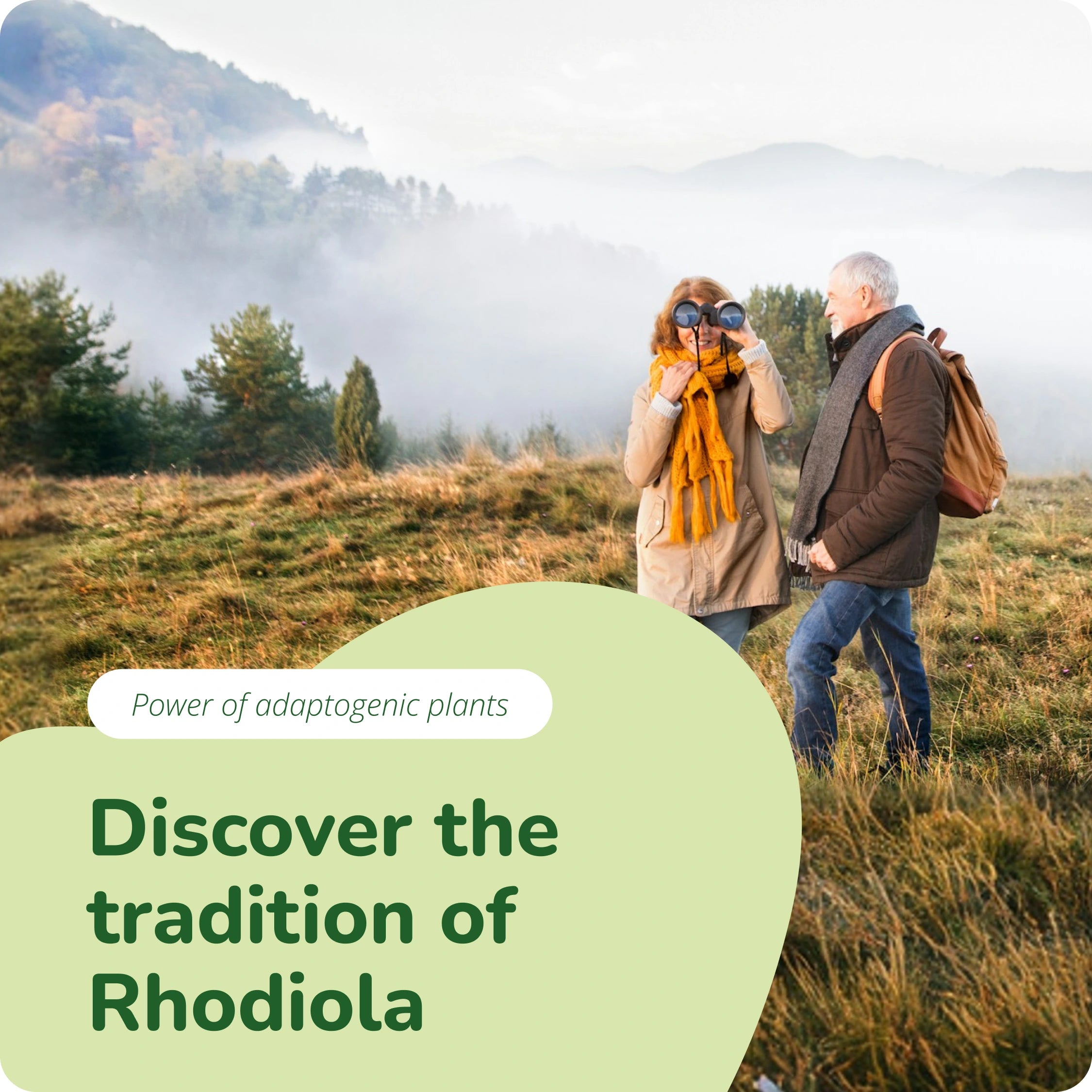 Rhodiola Rosea Extrait Gélules