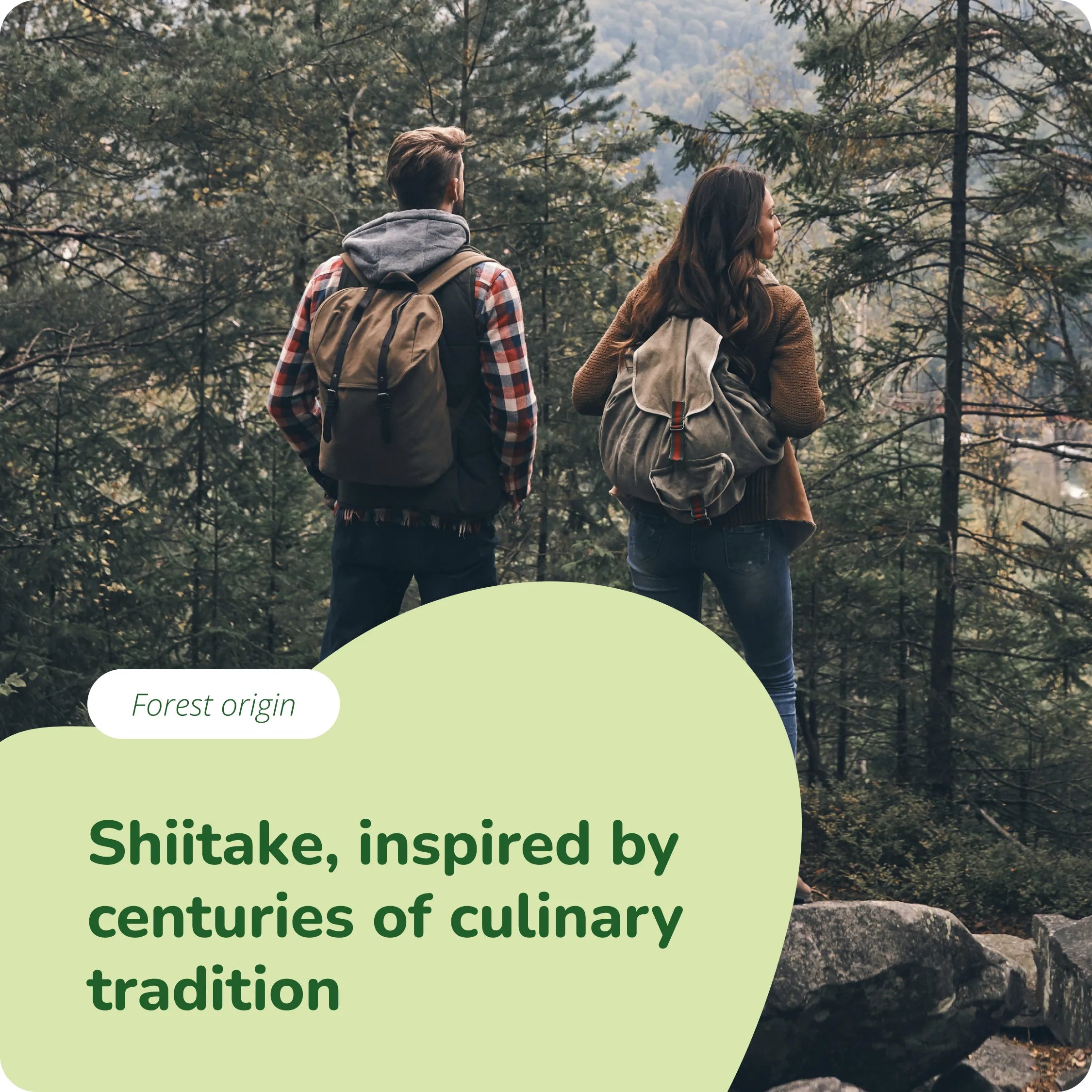 Shiitake Extrakt Kapseln