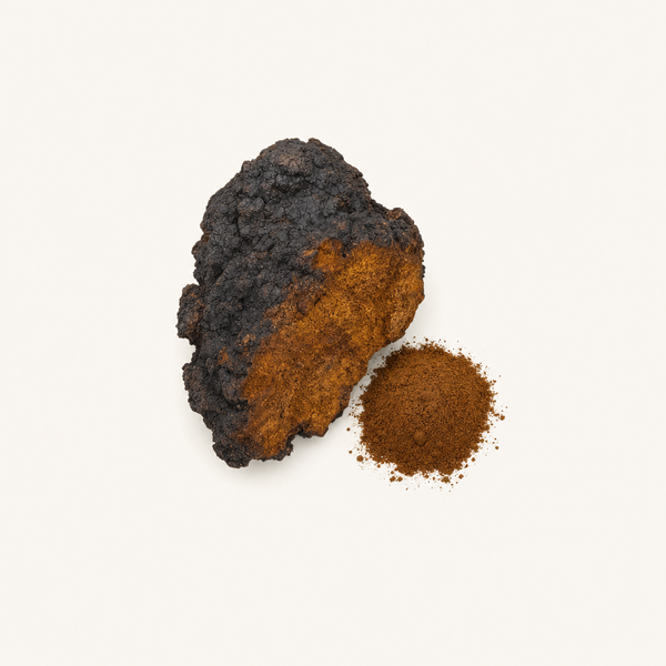 Extrait de Chaga (Inonotus obliquus) Bio 40 % polysaccharides, 30 % bêta-glucanes