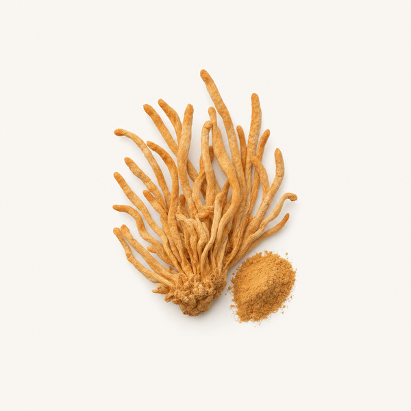 Cordyceps Sinensis Extract Organic 40% polysaccharides, 0.5% adenosine