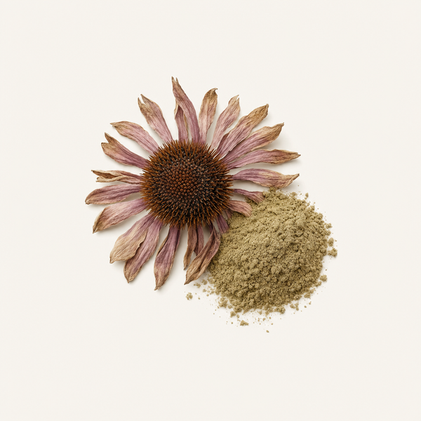 Echinacea purpurea Herb Extract 4% Polyphenols