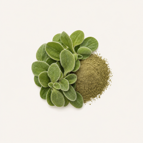 Hieracium pilosella Herb Extract 2% Flavones