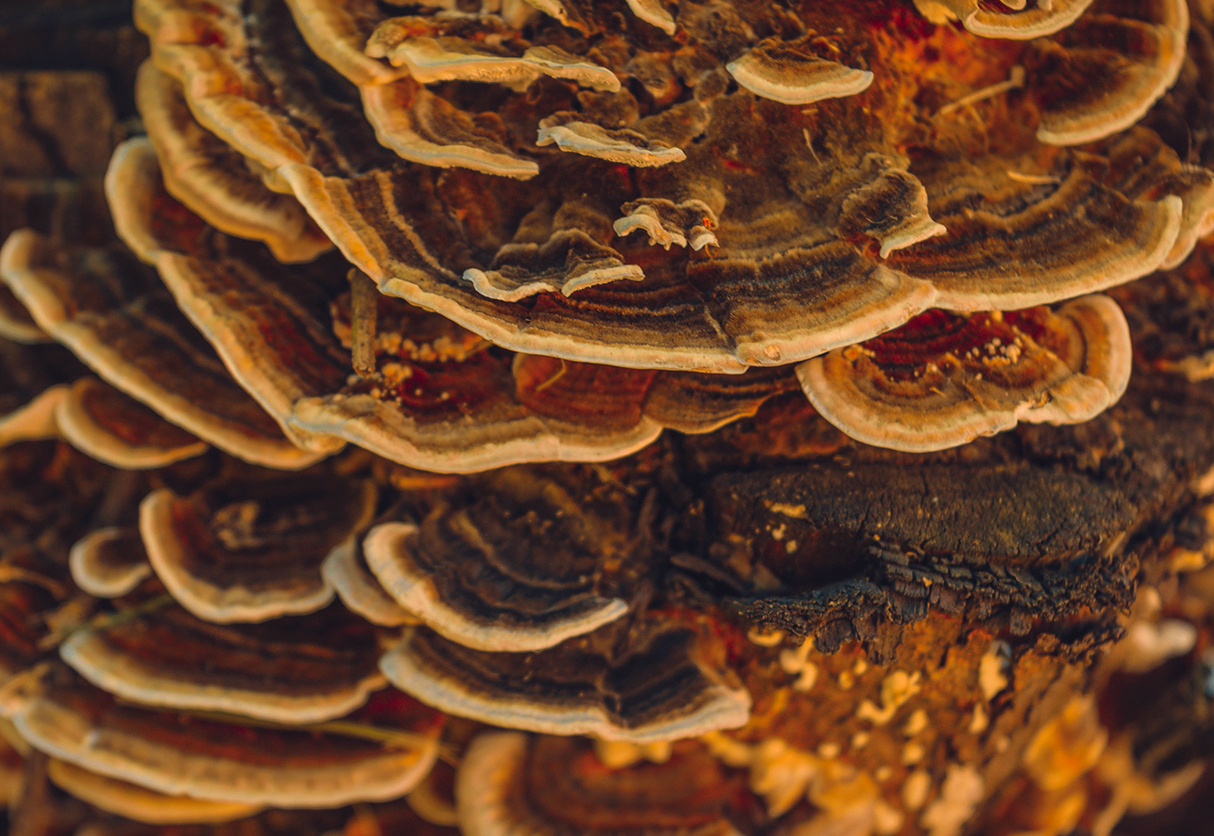 Can mushrooms cure you? They sure can. Here are it's therapeutic and curative properties.