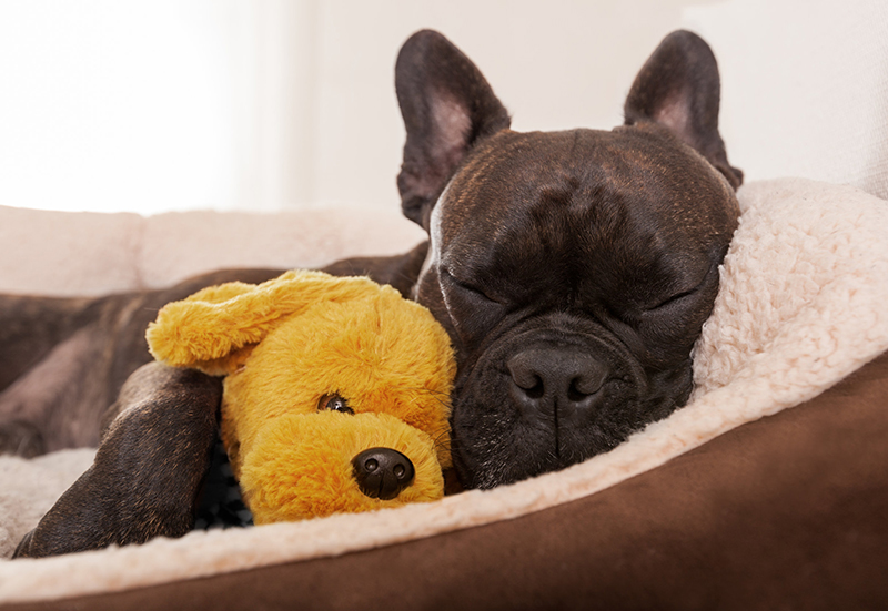 Easing stress – How we can support out four legged friends to relax!  