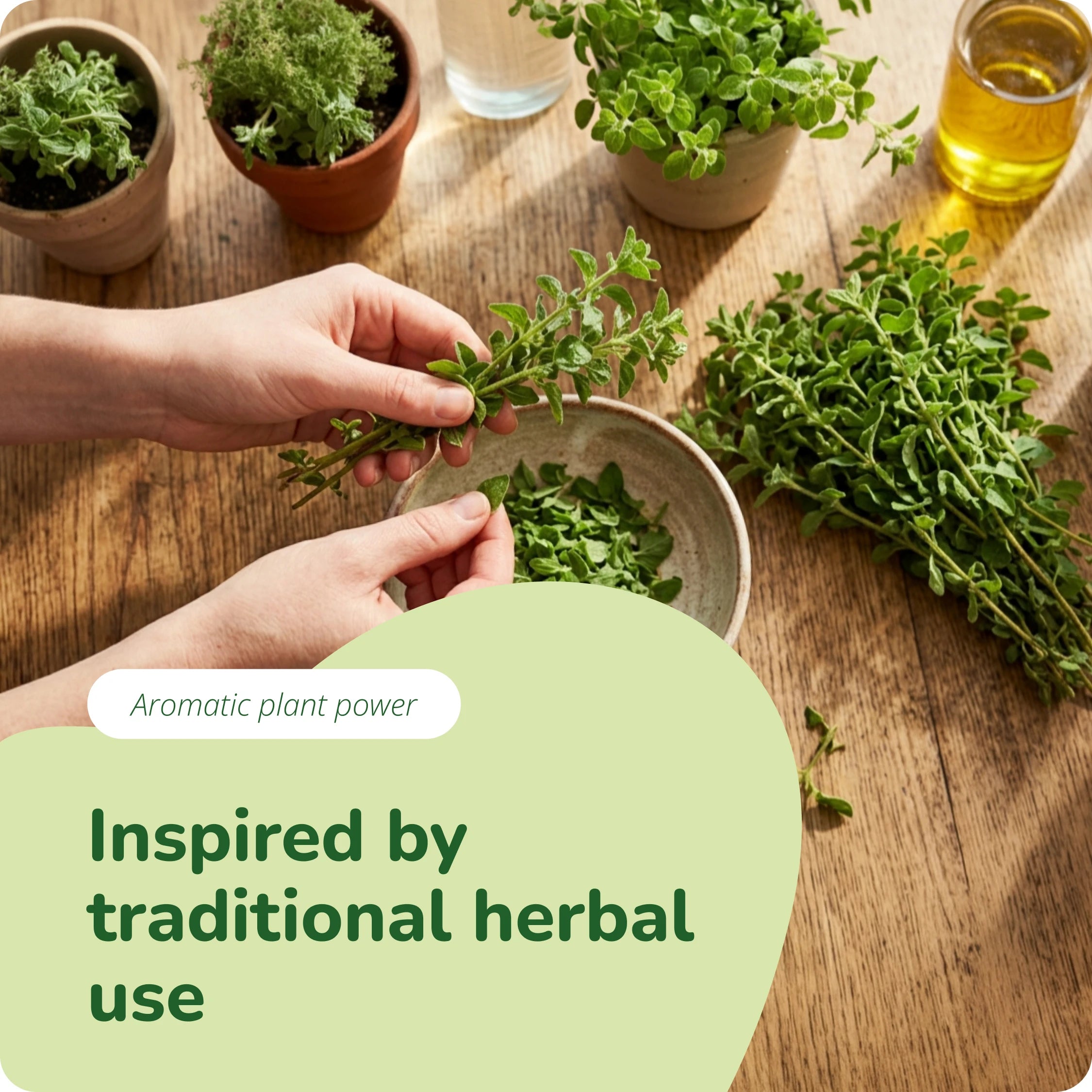 Oregano Öl Kapseln Bio