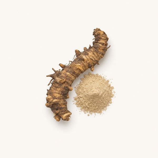 Butcher's broom Rhizome Extract 5%