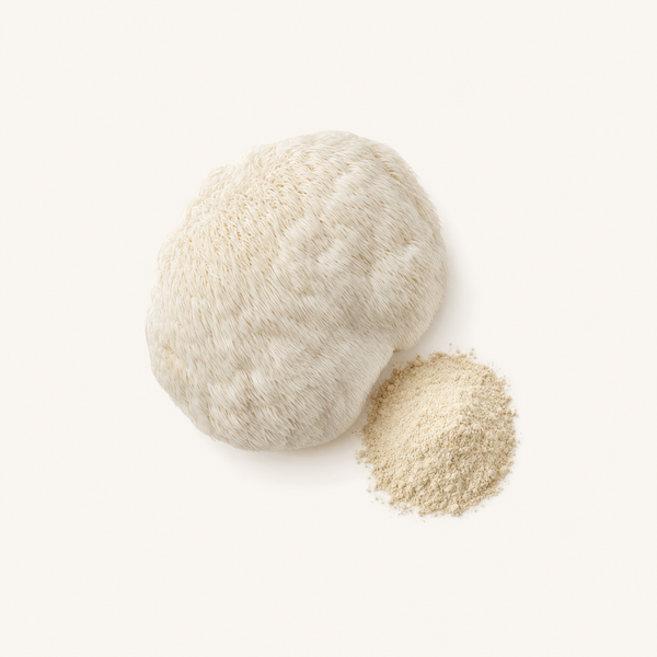 Bio-Extrakt aus dem Fruchtkörper des Igelstachelbart (Hericium erinaceus)