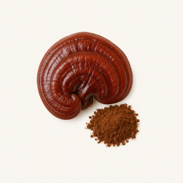 Extrait de corps fructifère de Reishi
