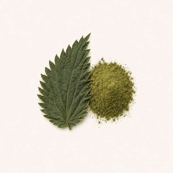 Stinging nettle Leaf Extract 0.8% Beta-Sitosterol