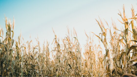 Gli Amidi Modificati: sono OGM? Sono nocivi? - amidi modificati OGM GMO nocivi