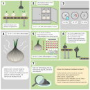 Black Garlic Extract (120 Capsules)