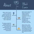 Organic Black Cumin Seed Oil (180 Capsules)