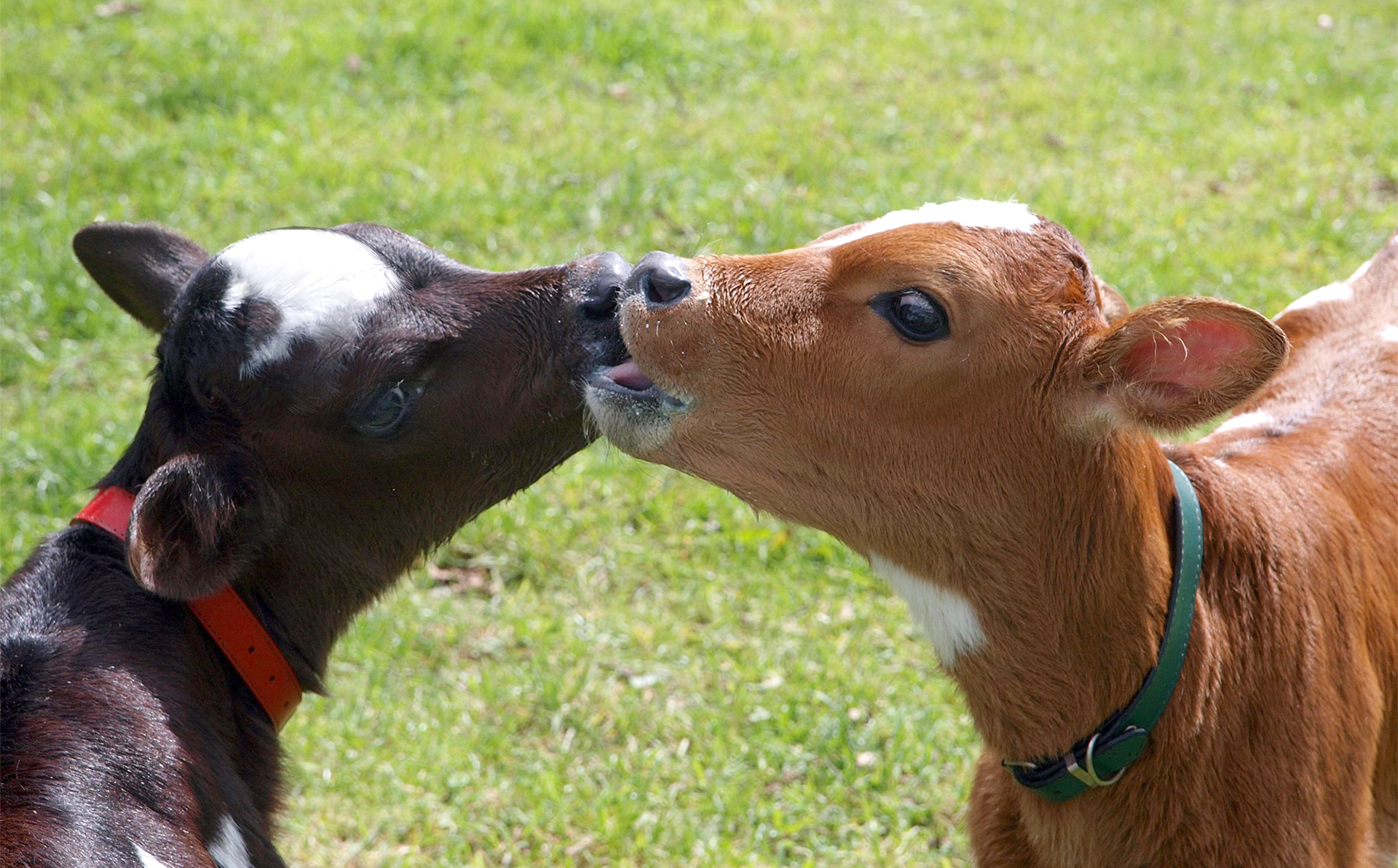 veganismo-amor-animales