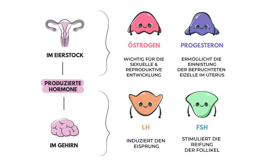 weibliche Hormone östrogen progesteron FSH LH