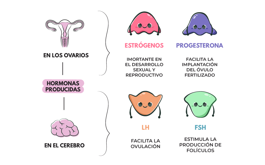hormonas femeninas reproduccion